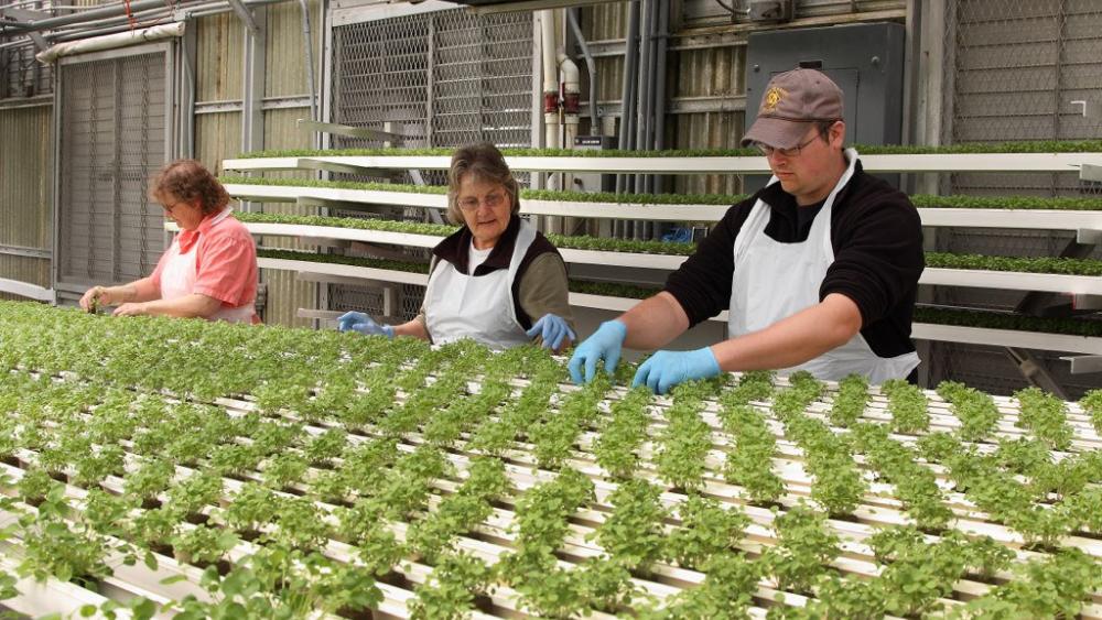 PennTAP's consultants help Pennsylvania greenhouse stay in business